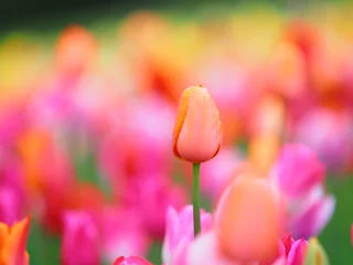 Foto op Aluminium Mooie tulpen © hiro cafe