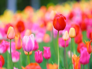 Foto op Plexiglas Mooie tulpen © hiro cafe