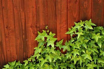 Wooden natural background texture with green ivy leaves
