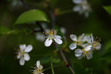 tree blossom