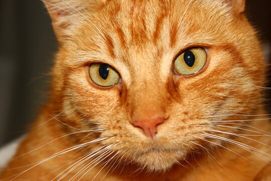 Up close portrait of ginger cat staring