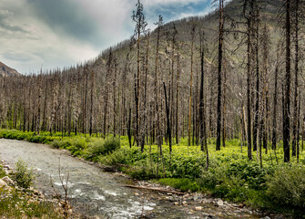 Akamina Parkway Waterton Lakes National Park Alberta Canada