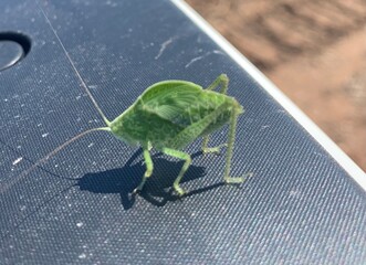 green grasshopper on a branch