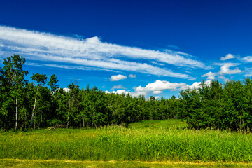 Fototapeta premium Hayburger Trail Head Elk Island National Park alberta Canada