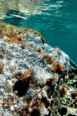 rocks and marine life underwater