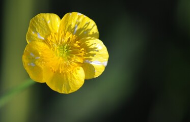 Primo piano di un fiore giallo su sfondo verde scuro sfocato