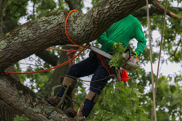 Man cutting down a tree is tied to the branches for his safety