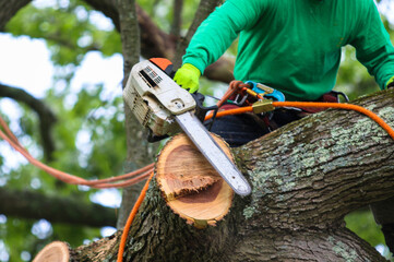 Man in a tree cutting it down with a chainsaw © coachwood