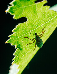 Käfer kriecht auf Blattrückseite 