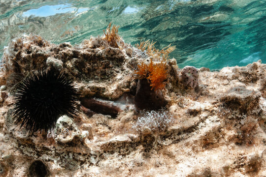 sea urchins on rock