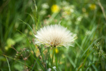 Closeup of dandelion seeds in a meadow