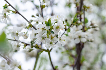 Lush cherry tree blossoms on a spring day in the sun