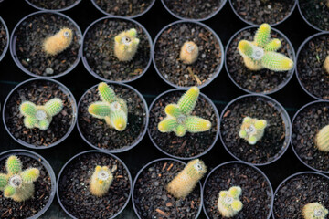 agriculture with cactus production greenhouse (115)