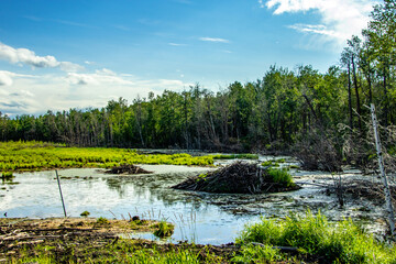 Road side Elk Island National Park Alberta Canada