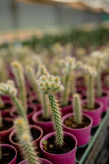 agriculture with cactus production greenhouse 