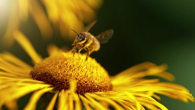 Flying bee gathering pollen from yellow blossom. Filmed on high speed cinema camera, 1000fps.