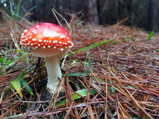 amanita muscaria fly mushroom