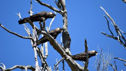 Black Cockatoo