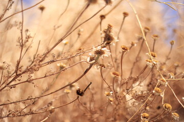 dried daisy in sunlight
