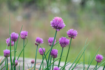 Chives in bloom in the garden