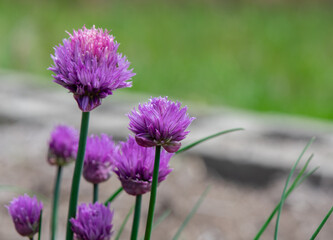 Chives in bloom in the garden