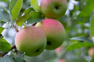Several ripe green-red apples on an apple tree branch