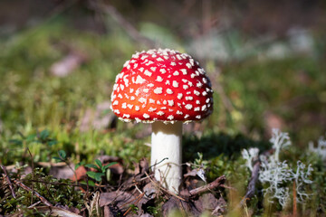 Small red fly agaric in the forest