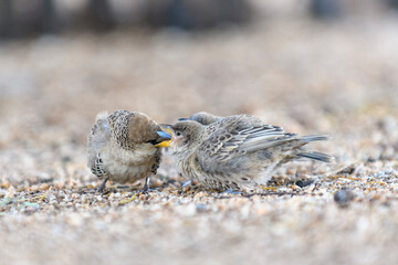 Sociable Weaver bird (Philetairus socius) on the grownd. Feeding chicks.