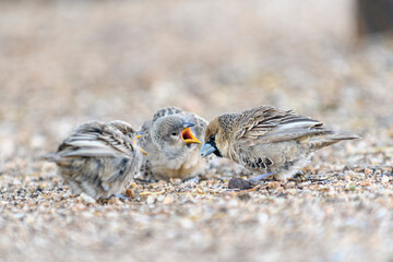 Sociable Weaver bird (Philetairus socius) on the grownd. Feeding chicks.