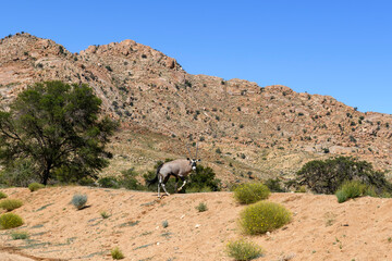 Wild orix antelope walking in the African savanna. Safari in Namibia.