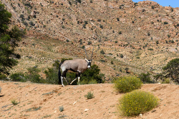 Wild orix antelope walking in the African savanna. Safari in Namibia.