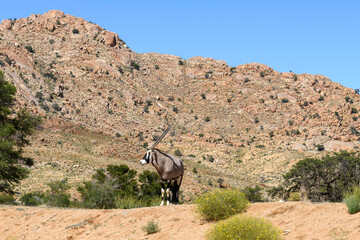 Fototapeta premium Wild orix antelope walking in the African savanna. Safari in Namibia.