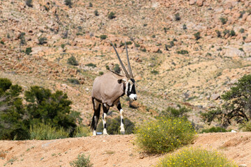 Wild orix antelope walking in the African savanna. Safari in Namibia.