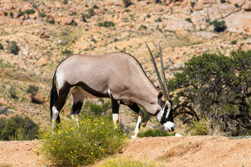Wild orix antelope walking in the African savanna. Safari in Namibia.
