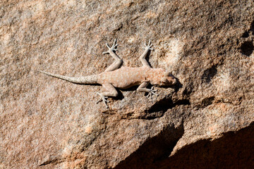 Sand gecko on the rock. Closeup gecko.