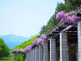 北海道の風景 前田森林公園 藤棚風景