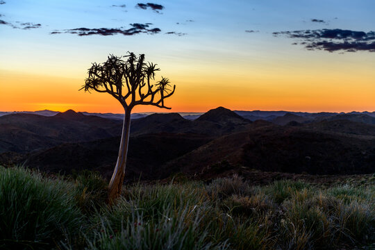 Beautiful view of the African bush. African landscape with trees. Sunset time.