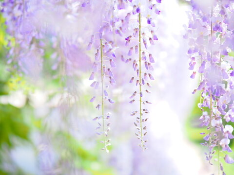 藤の花 の画像 103 290 件の Stock 写真 ベクターおよびビデオ Adobe Stock