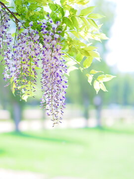 藤の花 の画像 105 479 件の Stock 写真 ベクターおよびビデオ Adobe Stock
