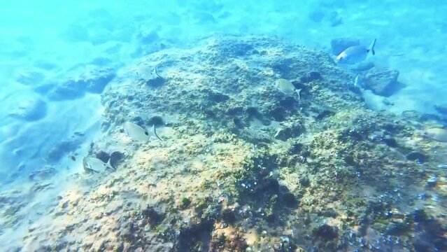 diplodus annularis swimming underwater