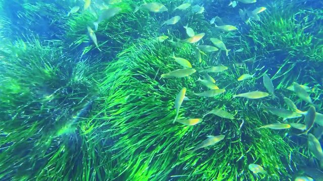 Salpa fish feeding among posidonia underwater