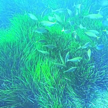 salpa fish eating in posidonia