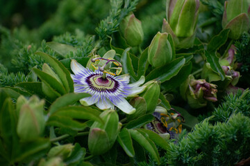 Open Passionflower blossoms on the vine with unopened buds and spent blooms
