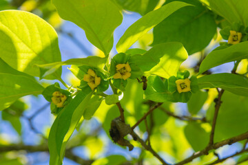 Waxy yellow fuyu persimmon blossoms on the tree, being visited by a bee
