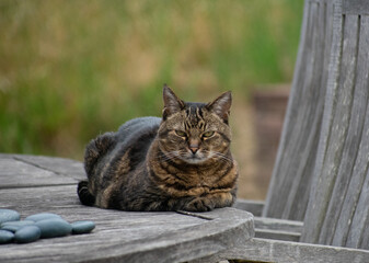Brown Tabby cat with green eyes relaxing on a table outdoors and looking at the camera