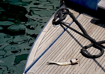 The deck of a motor boat with a dry carcass of a fish and mooring ropes