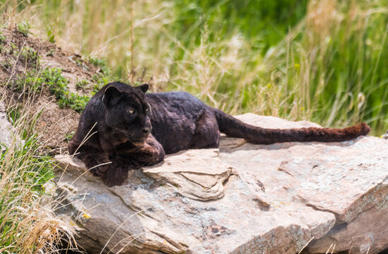 black leopard sitting on a rock