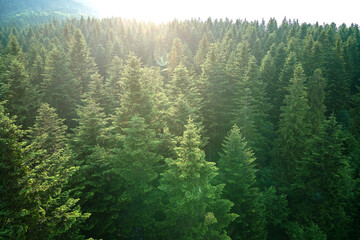 Aerial view of green pine forest with dark spruce trees. Nothern woodland scenery from above