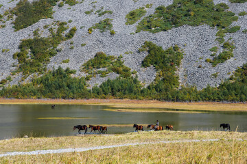 Landscape with a herd of horses on the lake. The rider grazes the horses. Mountain in the distance....