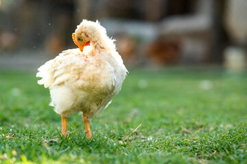 Hen feed on traditional rural barnyard. Close up of chicken standing on barn yard with green grass. Free range poultry farming concept.